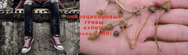 хмурый Аркадак