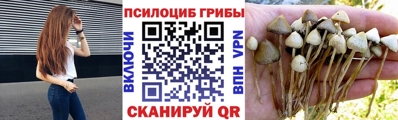 Галлюциногенные грибы Psilocybe  купить   Талица 